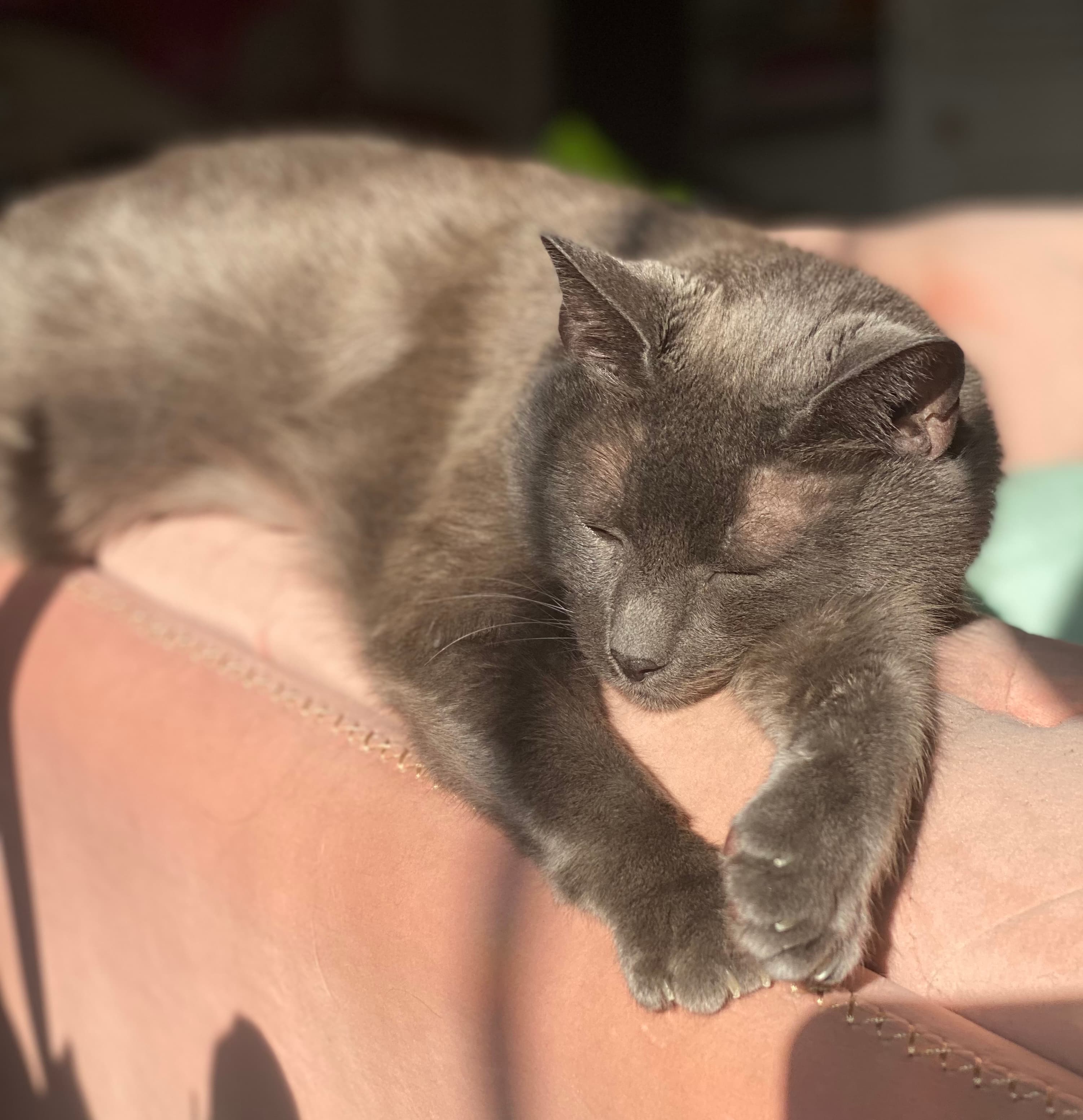 Dumbo sunbathing