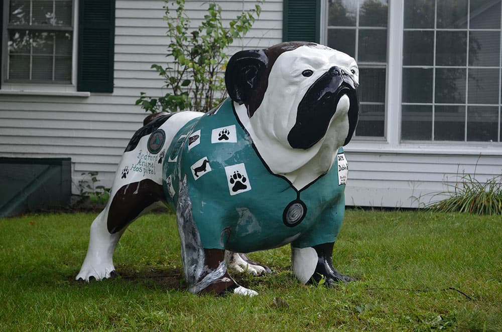 A life-size bulldog statue on the hospital’s front lawn, hand-painted in teal scrubs with a stethoscope, paw prints, and the Bedford Animal Hospital name.