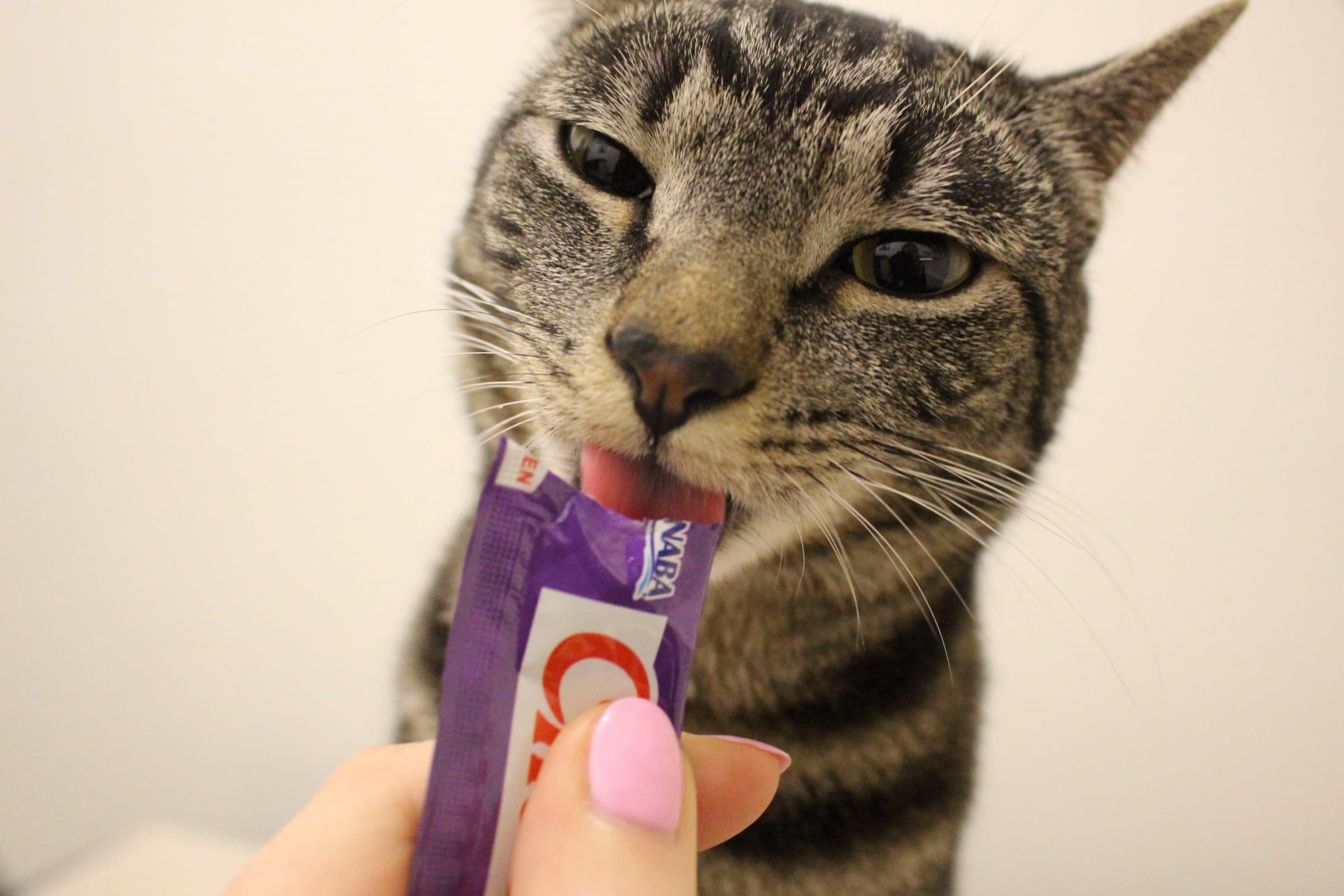 A close-up of a tabby cat with his tongue out, showing his mouth and teeth.