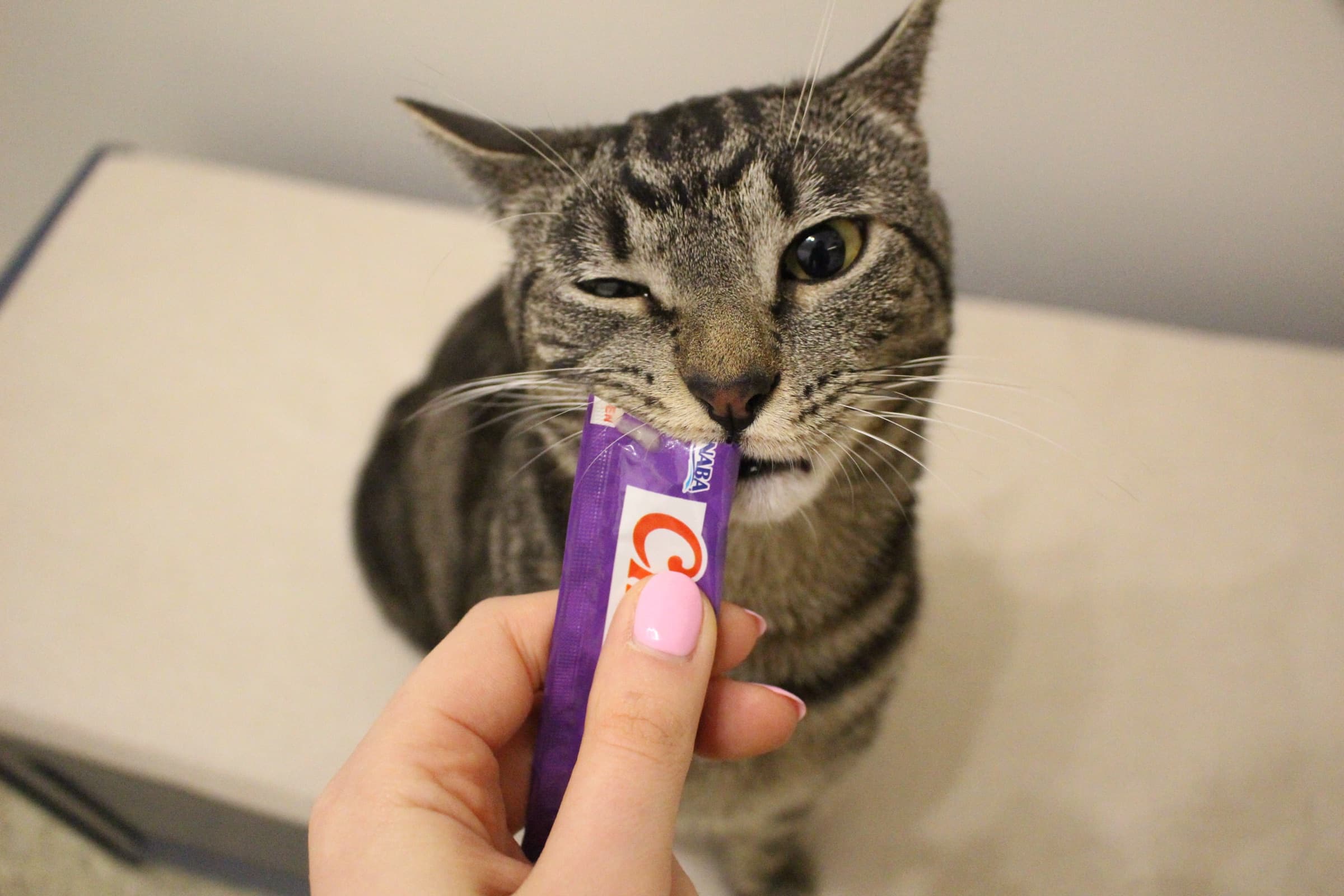 A tabby cat takes an oral medication from a tube offered by hand.