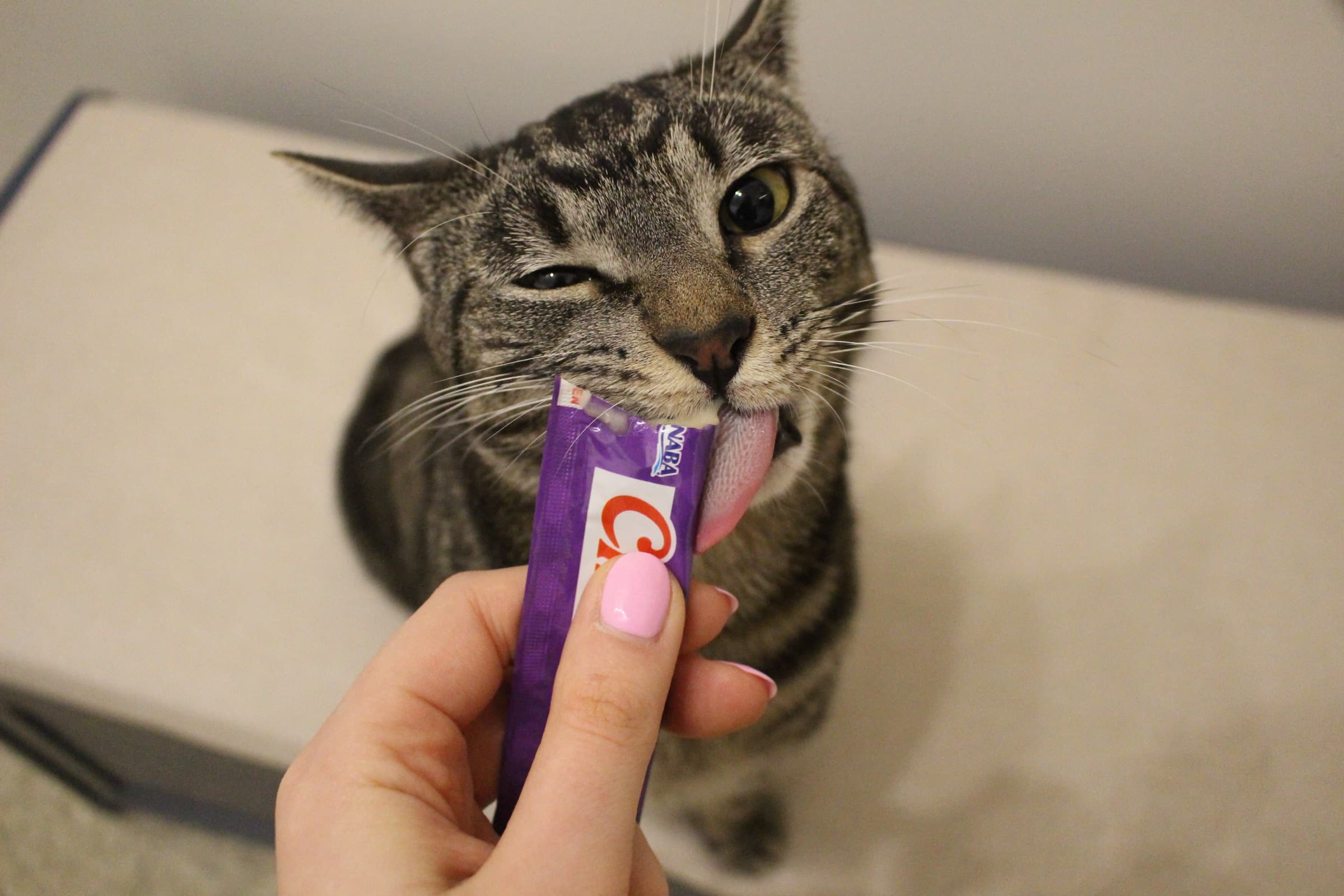 A tabby cat licks a paste supplement from a tube held by a staff member.