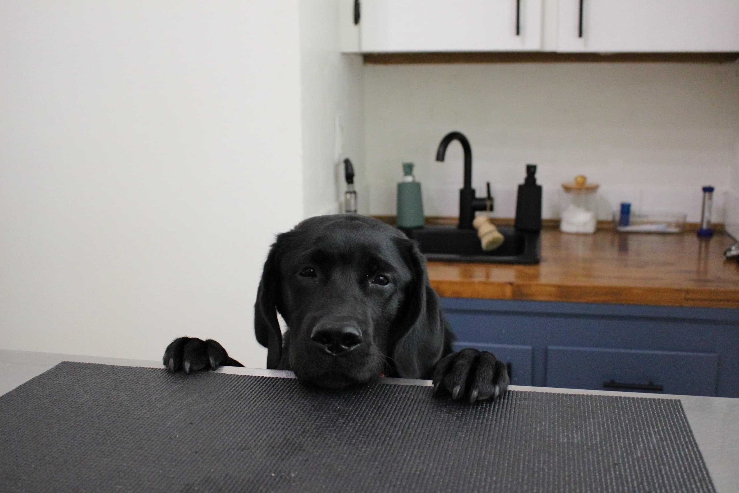 A black Labrador’s front paws rest on the exam table as he peers over the edge.