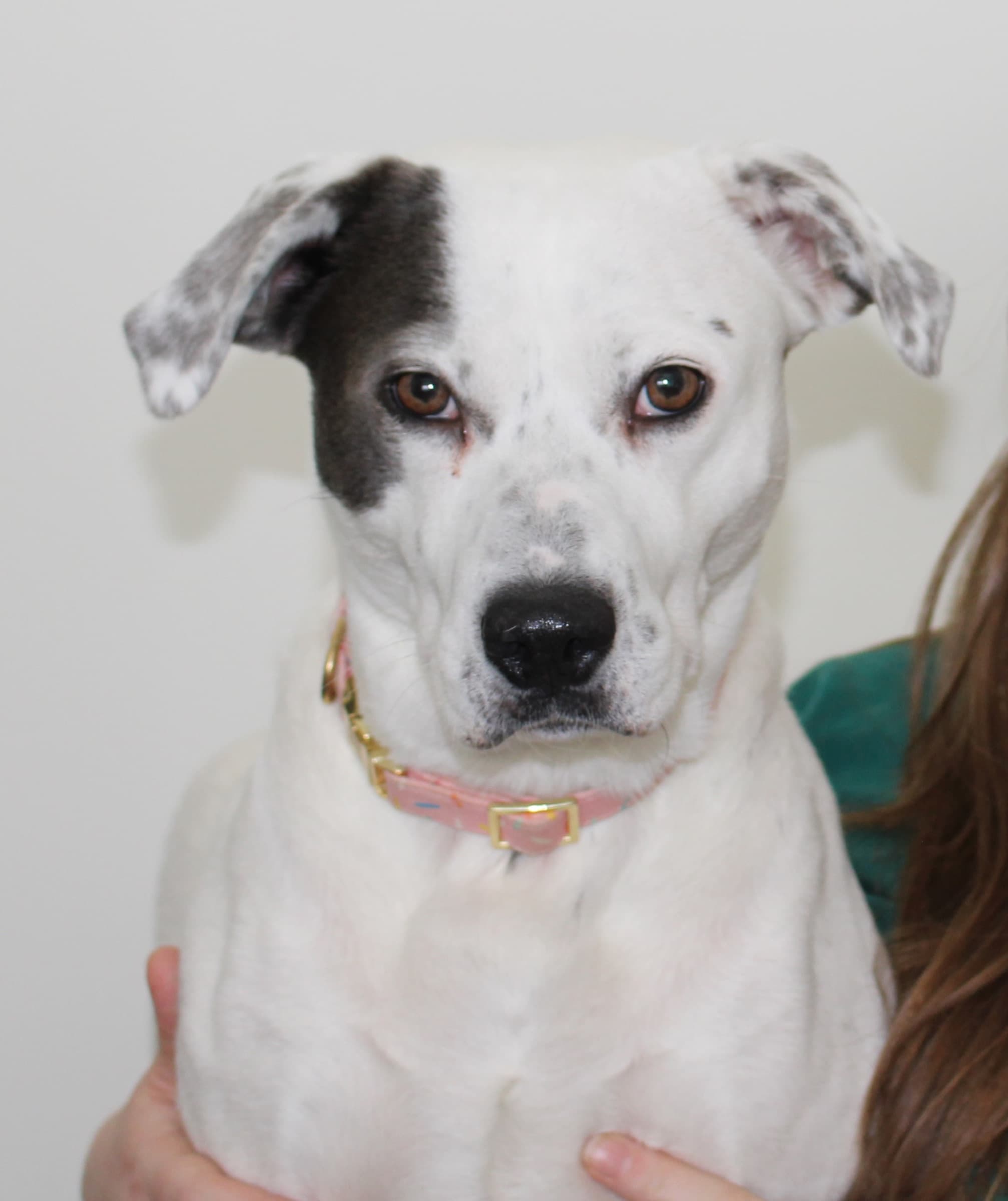 A white dog with a dark patch over one eye rests in her owner’s arms and looks calmly at the camera.