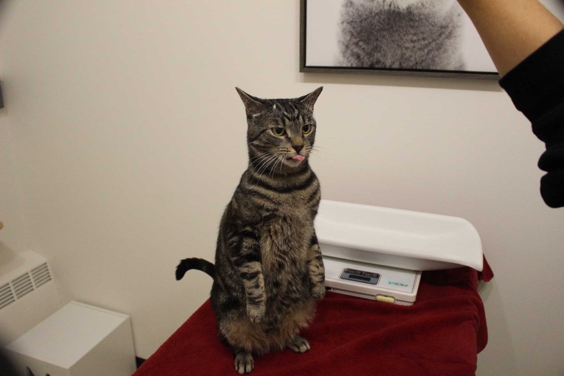 A tabby cat sits upright beside the scale in a quiet exam room.