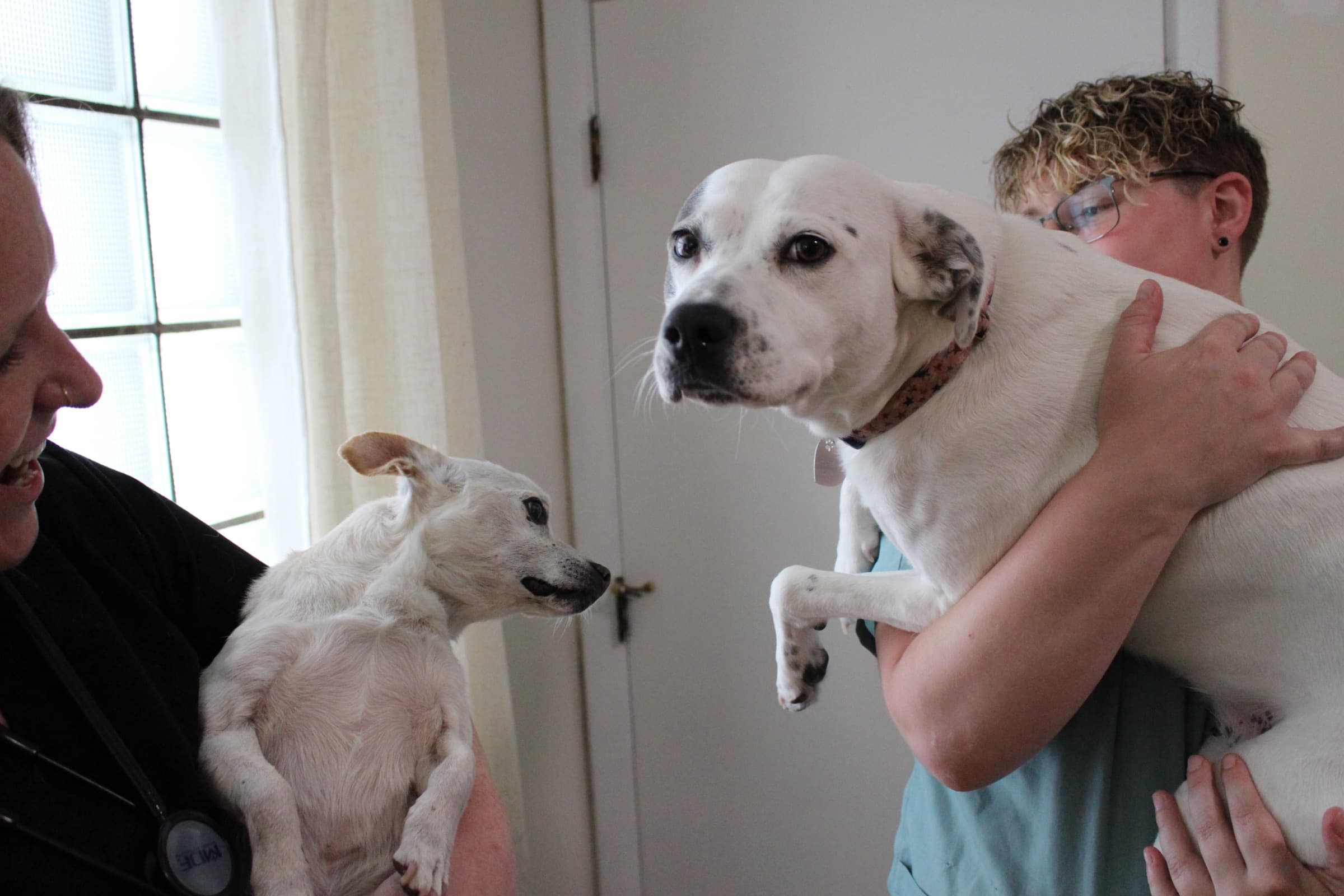 Two team members each hold a dog in their arms in the hallway of the hospital.