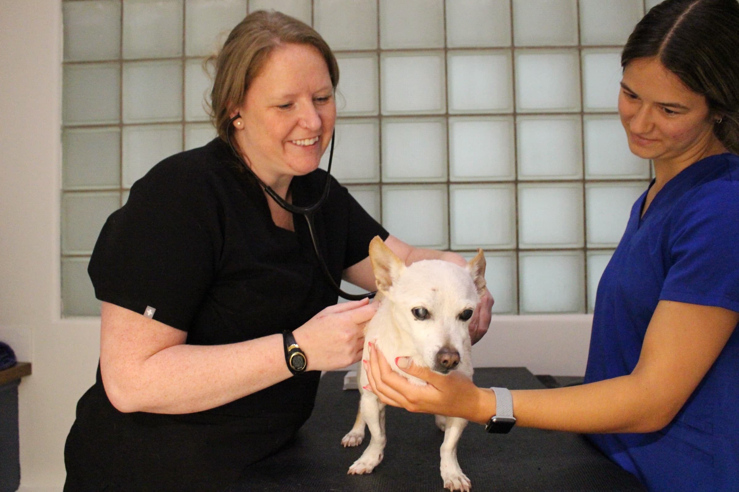 A veterinarian and a technician talk over a small white dog during an appointment.