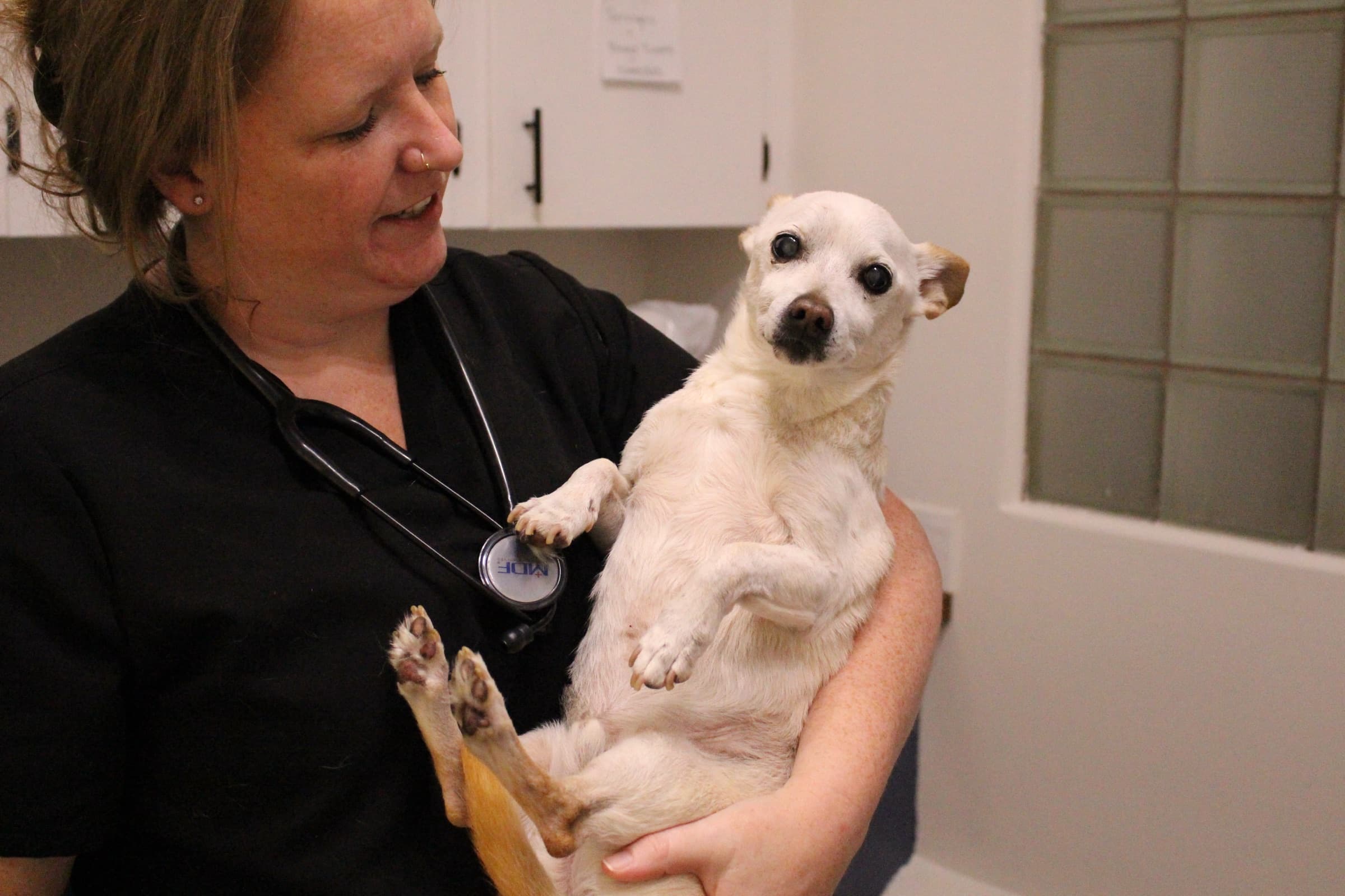 A veterinarian cradles a senior white dog in her arms in an exam room.