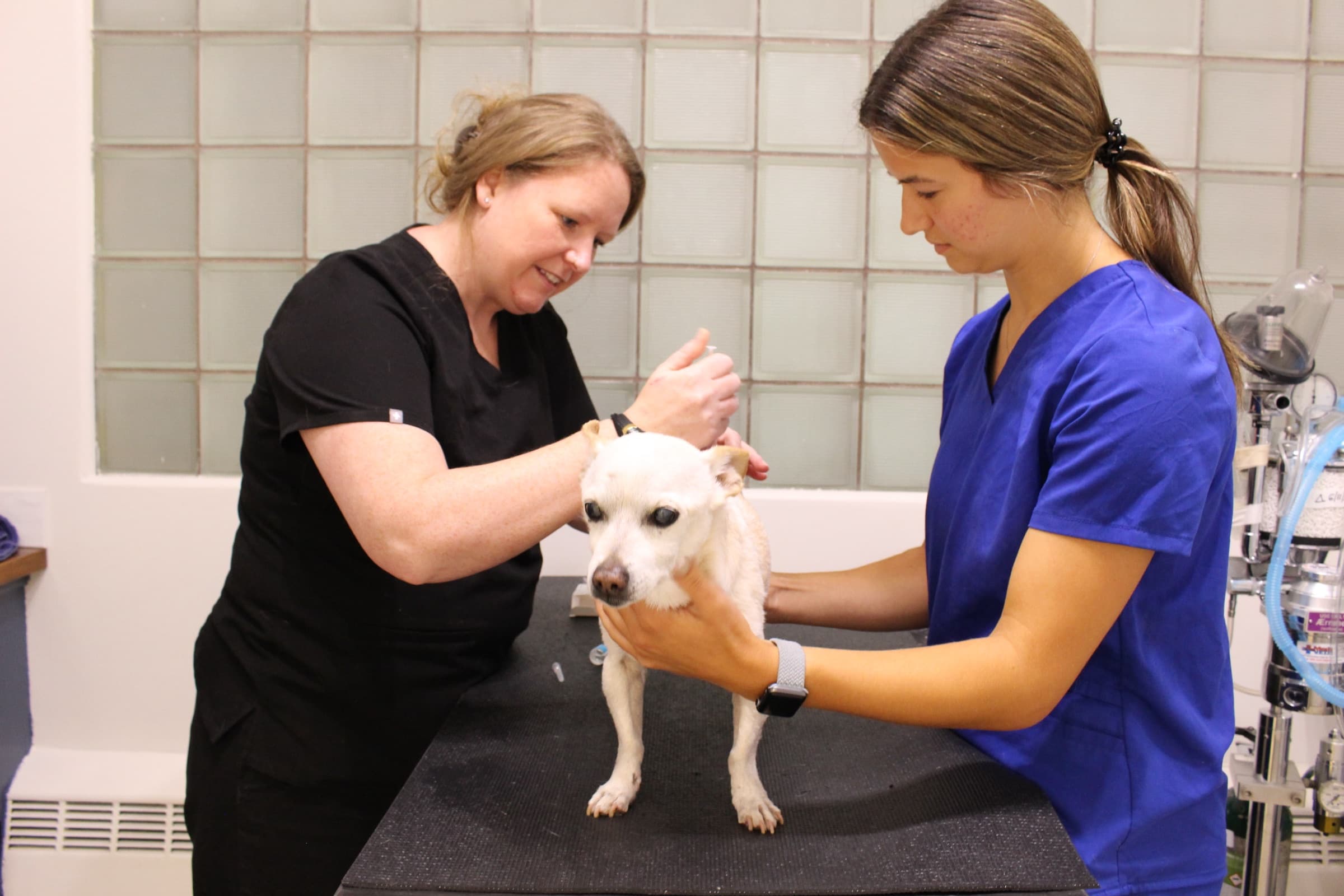 A veterinarian checks a small dog’s head and mouth while a technician holds him steady.