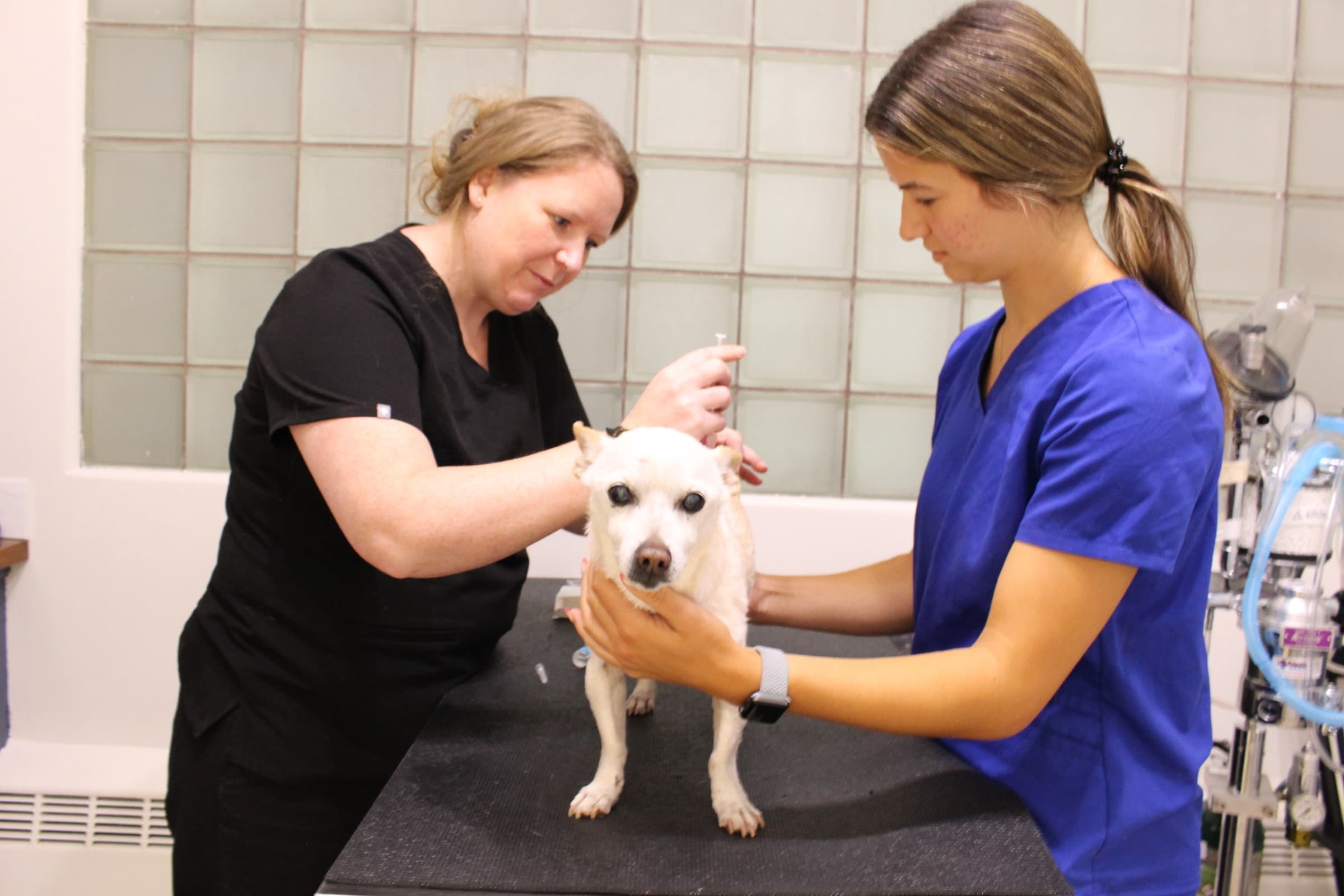A veterinarian and technician work together to give a small white dog an injection on the exam table.
