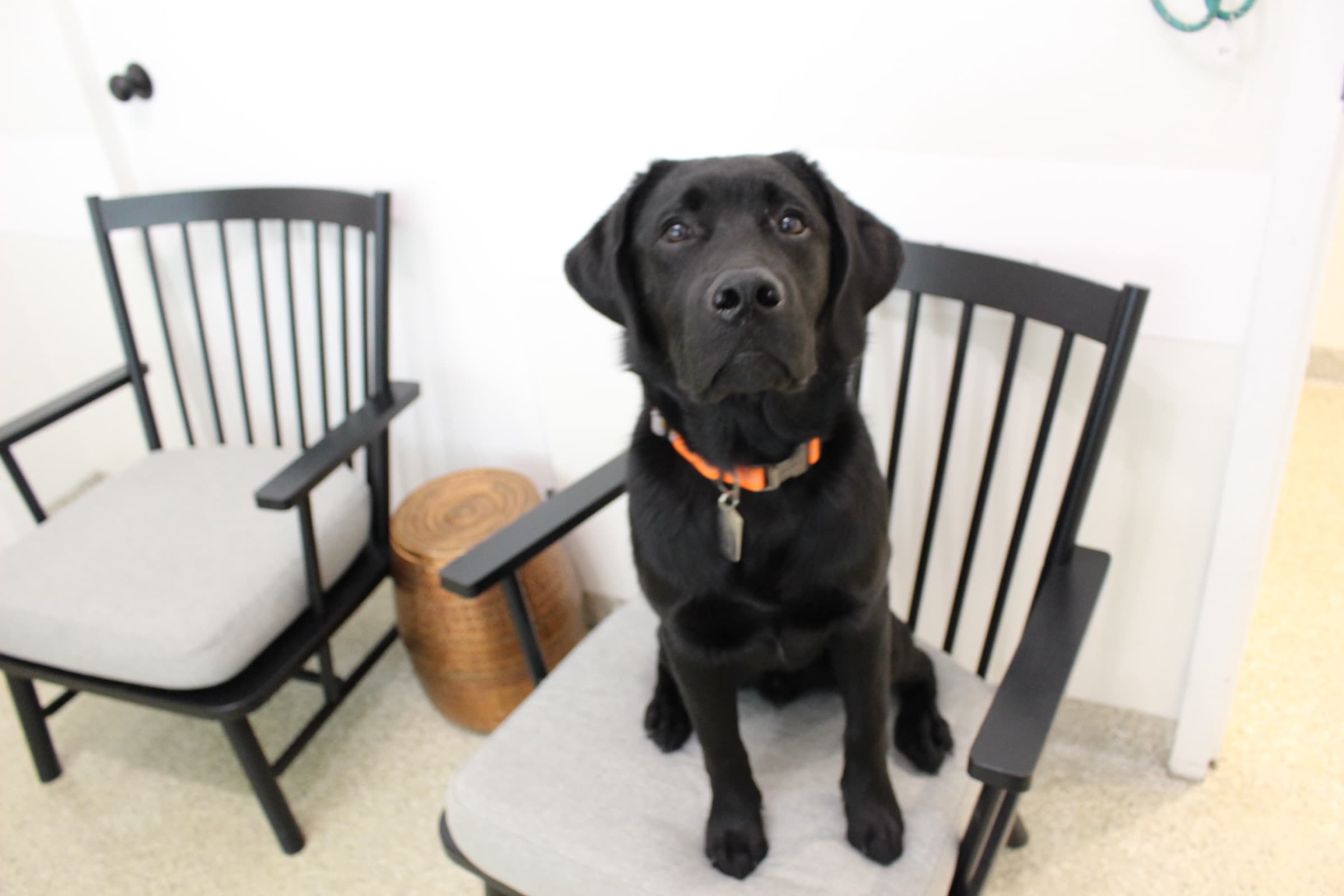 A young black Labrador sits on a chair in the waiting room wearing an orange collar.